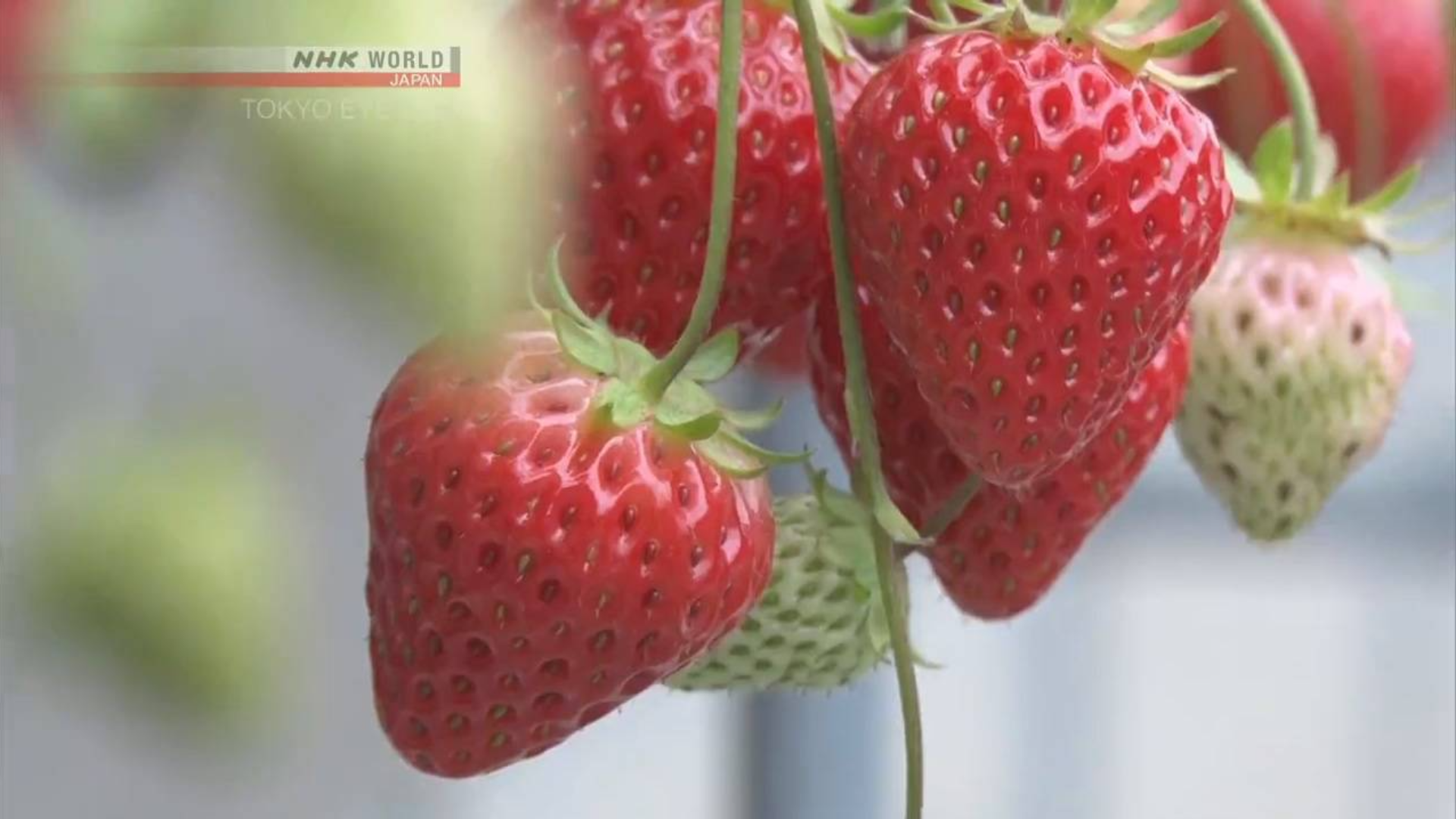 冰激凌和草莓